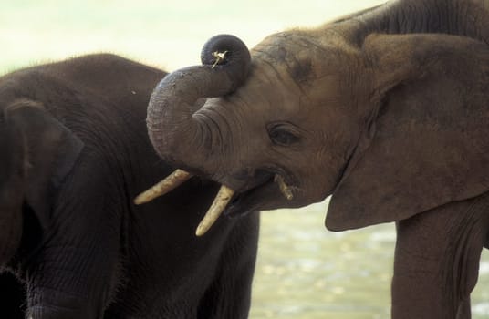 a Indian Elephant at the Mysore Zoo in the city of Mysore in the Province of Karnataka in India.  India, Mysore, March, 1998