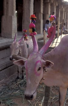 a Holi cow at a Hindu Temple Festival at the Virupaksha Temple in the town of Hampi in the Province of Karnataka in India.  India, Karnataka, March, 1998
