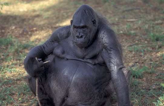 a Gorilla Monkey at the Mysore Zoo in the city of Mysore in the Province of Karnataka in India.  India, Mysore, March, 1998
