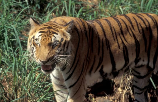 a Bengal Tiger at the Mysore Zoo in the city of Mysore in the Province of Karnataka in India.  India, Mysore, March, 1998