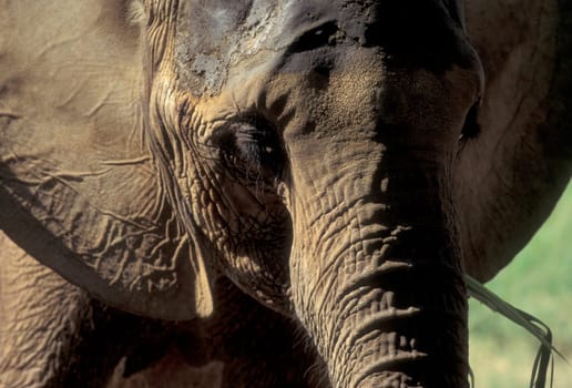 a Indian Elephant at the Mysore Zoo in the city of Mysore in the Province of Karnataka in India.  India, Mysore, March, 1998