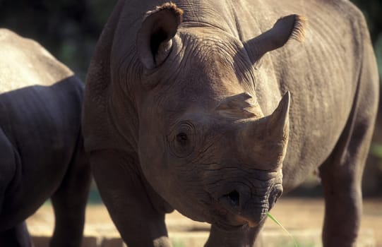 a rhino at the Mysore Zoo in the city of Mysore in the Province of Karnataka in India.  India, Mysore, March, 1998
