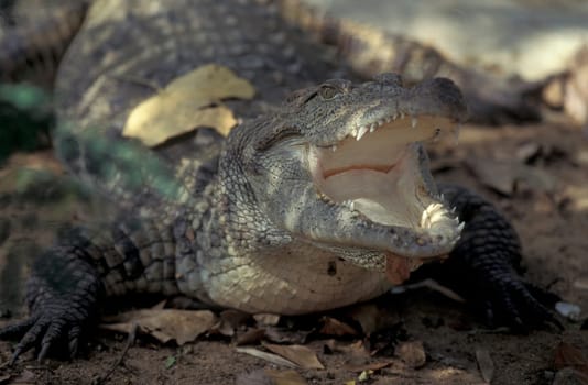 a Indian Crocodile at the Mysore Zoo in the city of Mysore in the Province of Karnataka in India.  India, Mysore, March, 1998