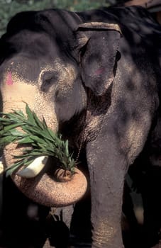 a Indian Elephant at the Mysore Zoo in the city of Mysore in the Province of Karnataka in India.  India, Mysore, March, 1998
