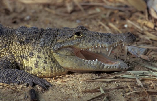 a Indian Crocodile at the Mysore Zoo in the city of Mysore in the Province of Karnataka in India.  India, Mysore, March, 1998