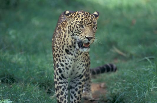 a Leopard at the Mysore Zoo in the city of Mysore in the Province of Karnataka in India.  India, Mysore, March, 1998
