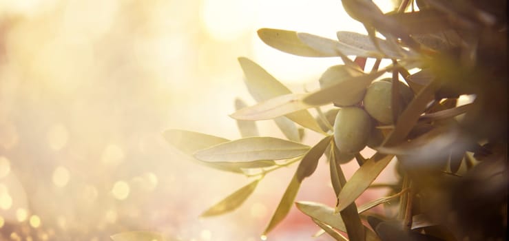 Closeup of olive fruit on tree branch. Olive garden and sunlight background design. Mediterranean old olive trees growing.