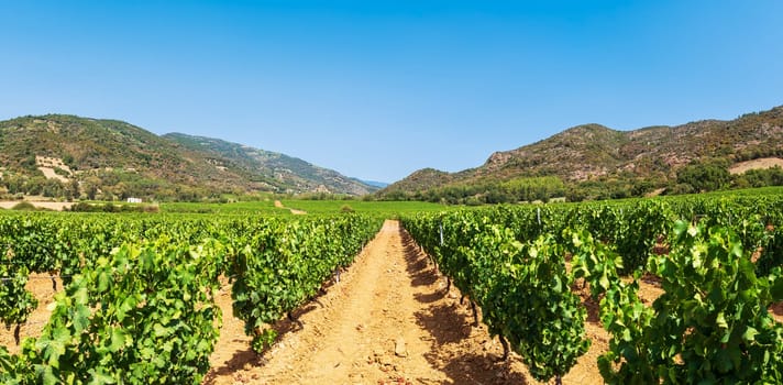 Rows of a beautiful vineyard for the production of wine grown in Sardinia, Italy. Traditional agriculture.