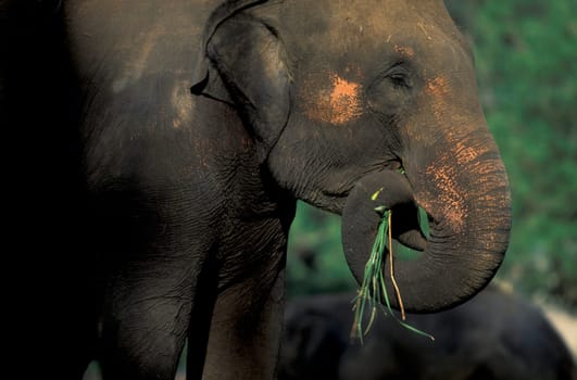 a Indian Elephant at the Mysore Zoo in the city of Mysore in the Province of Karnataka in India.  India, Mysore, March, 1998