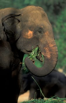a Indian Elephant at the Mysore Zoo in the city of Mysore in the Province of Karnataka in India.  India, Mysore, March, 1998