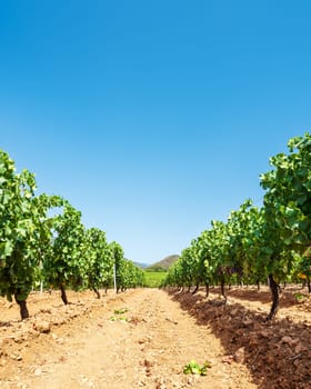Rows of a beautiful vineyard for the production of wine grown in Sardinia, Italy. Traditional agriculture.