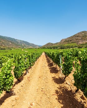 Rows of a beautiful vineyard for the production of wine grown in Sardinia, Italy. Traditional agriculture.