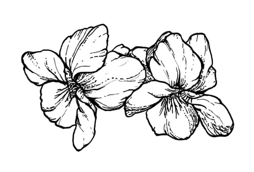 Spring flowers drawing with line art on white