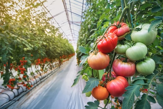 Ripe tomato plants growing in greenhouse. Fresh bunch of red and green natural tomatoes in organic vegetable garden.