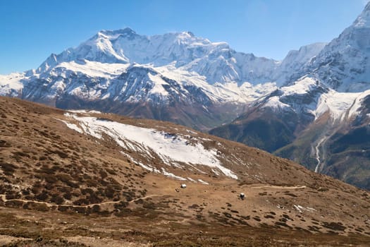 On the way up to the Ice Lake, view onto the trail running through a meadow with huts in front of Annapurna II and IV, close to Manang Annapurna Circuit Trek, Nepal 2022