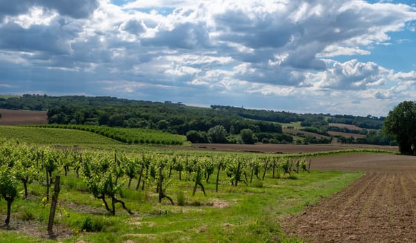 the vineyards and landscape in France