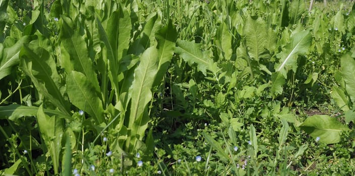 common chicory salad plant scientific name Cichorium intybus