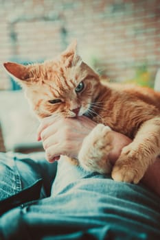 close-up of an orange cat gently biting a human hand, with its eyes partially closed and ears back, suggesting playful behavior.
