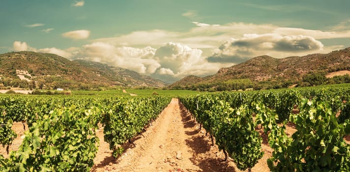 Rows of a beautiful vineyard in a plain between the mountains, under a spectacular sky with clouds at sunset. Traditional agriculture.