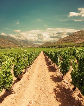 Rows of a beautiful vineyard in a plain between the mountains, under a spectacular sky with clouds at sunset. Traditional agriculture.
