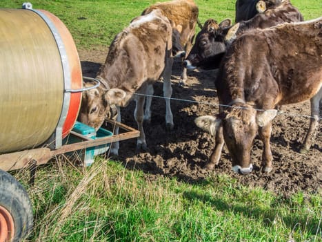 Medium shot of a small group of brown dairy cows outside at the water tank.