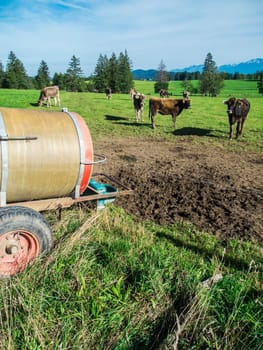 Total view of a scattered group of brown dairy cows in a pasture with water tank in the foreground in Bavaria.