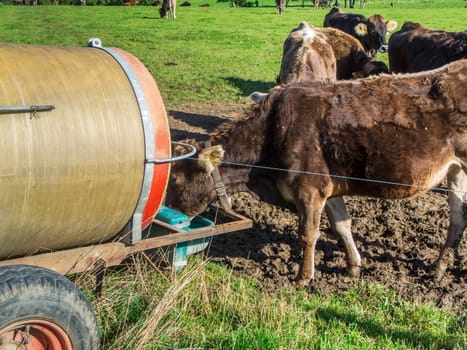 Medium shot of a small group of brown dairy cows outside at the water tank.