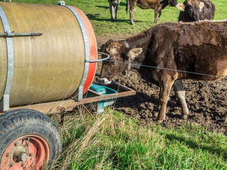 Medium shot of a small group of brown dairy cows outside at the water tank.