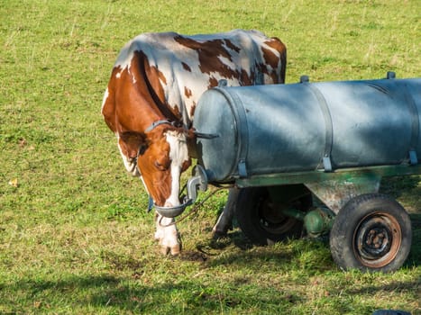 Full body view of a brown spotted cow drinking from a water tank in summer in Bavaria.