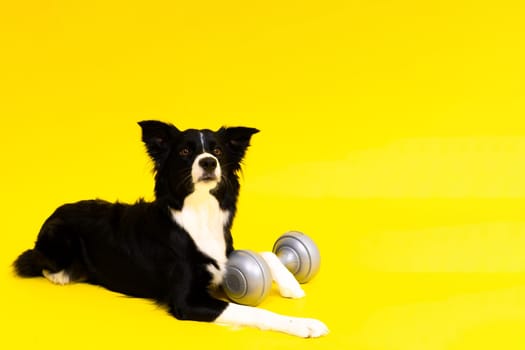A border collie dog with dumbbell in front of a yellow background