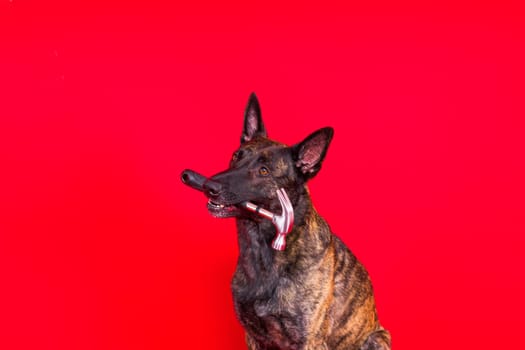 Cute dog with hammer. isolated on a red yellow studio background. dutch shepherd