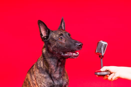 Singing puppy dog dutch shepherd with a microphone, isolated on red yellow studio