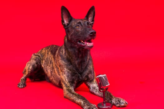 Singing puppy dog dutch shepherd with a microphone, isolated on red yellow studio