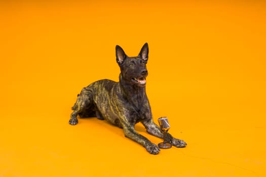 Singing puppy dog dutch shepherd with a microphone, isolated on red yellow studio