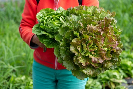 a woman farm worker picking salad on field