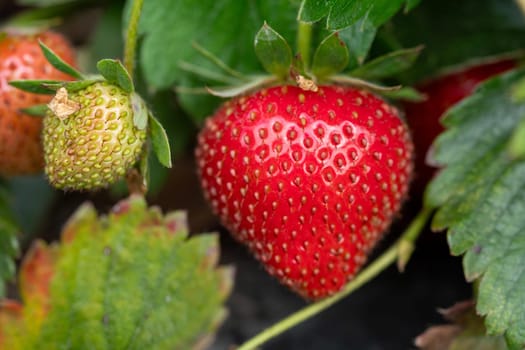 a close up of a strawberry