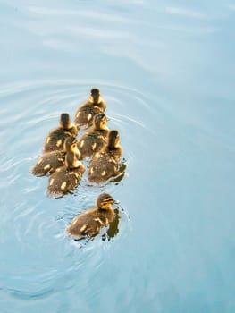 Group of mallard ducklings swimming in the water. Cute young birds with fluffy plumage. Birds from the wild. Wild animals