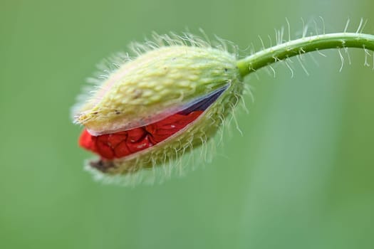 Open bud of a corn poppy with red petals. Wildflower from nature. Red splashes of color