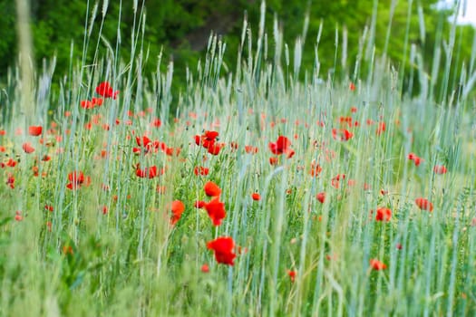 Corn poppy in a cornfield with red petals. Red splashes of color in green surroundings. Wild flower from nature.