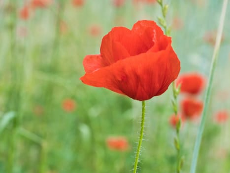 Corn poppy in a summer meadow with red petals. Wildflower from nature. Red splashes of color in green surroundings