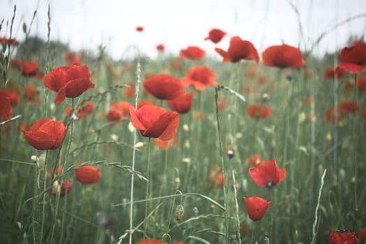 Corn poppy in a cornfield with red petals. Red splashes of color in green surroundings. Wild flower from nature.