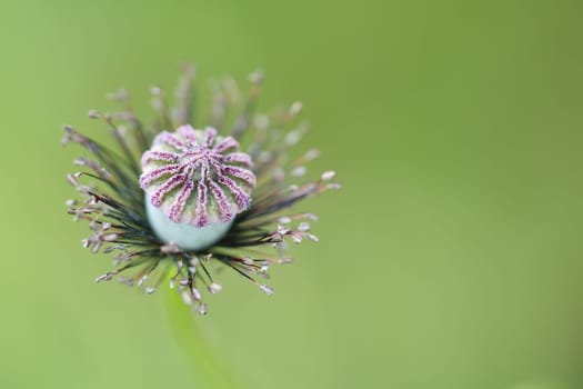 Faded capsule of the corn poppy. Wild flower from nature. Plants, Flowers Image