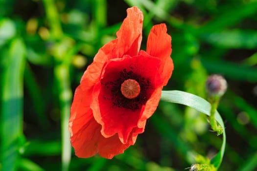 Corn poppy in a summer meadow with red petals. Wildflower from nature. Red splashes of color in green surroundings