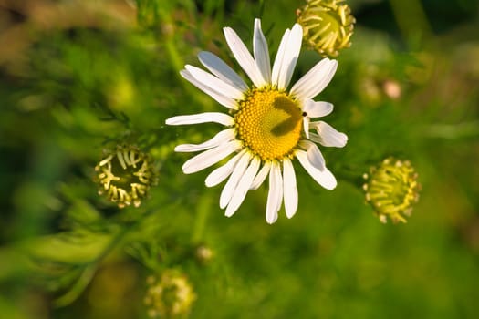 Magritte with white petals, on which a heart is outlined by a shadow. Romantic symbol on a wildflower. Flower photo of a meadow