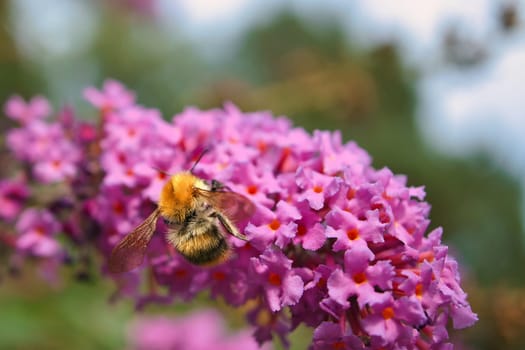 Bumblebee on a flower to collect nectar. Insect pollinating pollen in nature. Animal photo