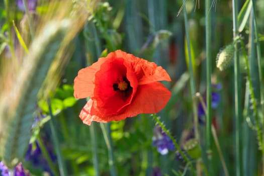 Corn poppy in a summer meadow with red petals. Wildflower from nature. Red splashes of color in green surroundings