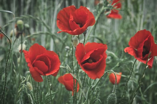 Corn poppy in a cornfield with red petals. Red splashes of color in green surroundings. Wild flower from nature.