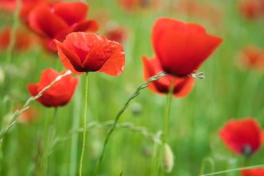 Corn poppy in a summer meadow with red petals. Wildflower from nature. Red splashes of color in green surroundings