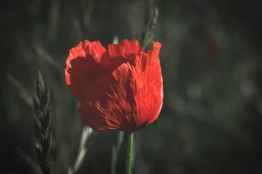 Corn poppy in a summer meadow with red petals. Wildflower from nature. Red splashes of color in green surroundings
