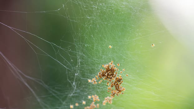 Many newly hatched spider babies in the web against a green background